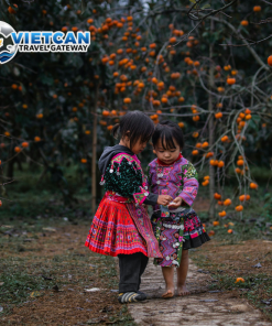 [MB03_VCTNĐ] HO CHI MINH CITY – HANOI – HA LONG – NINH BINH – TAM CHUC – MOC CHAU – MAI CHAU TOUR