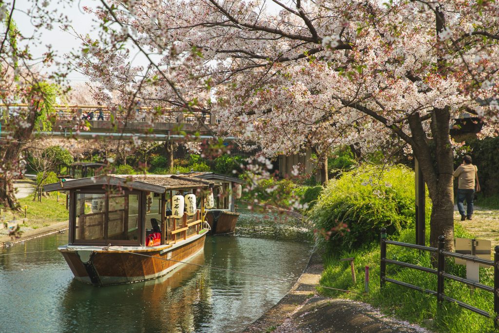 Romantic Scenery of the Cherry Blossom Season