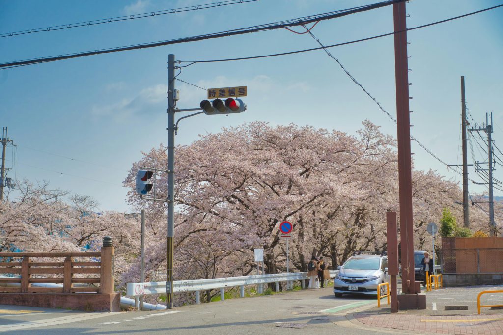 Cherry Blossoms Everywhere
